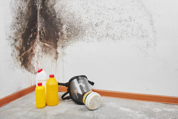 Best Mold Damage Repair  in Southmont, PA