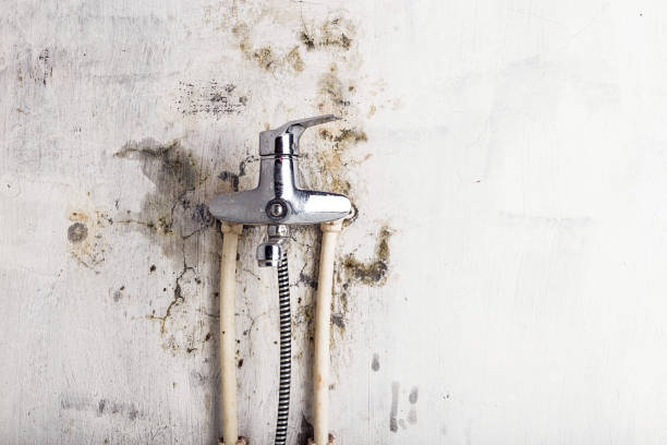 Professional Mold Removal in Southmont, PA