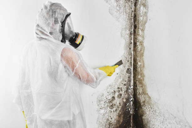 Attic Mold Removal in Southmont, PA