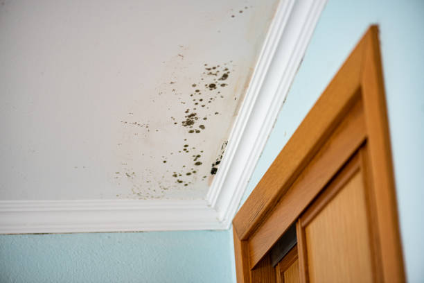 Crawl Space Mold Removal in Southmont, PA
