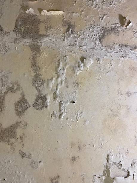 Best Mold Removal and Inspection  in Southmont, PA