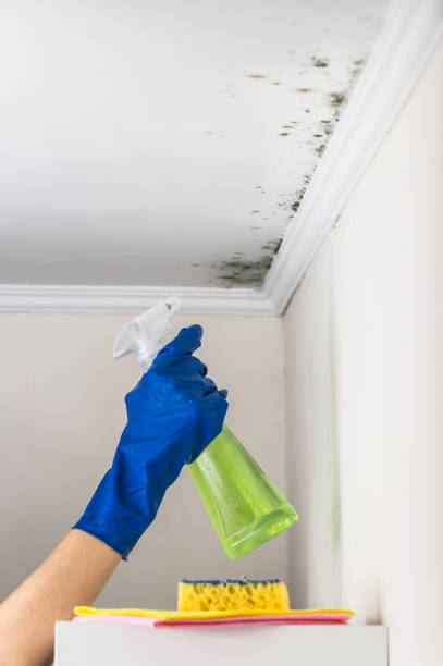 Best Mold Remediation  in Southmont, PA