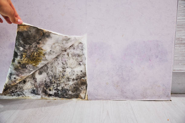 Best Residential Mold Removal  in Southmont, PA